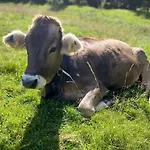 Mama Elva *